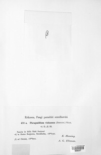 Phragmidium violaceum image